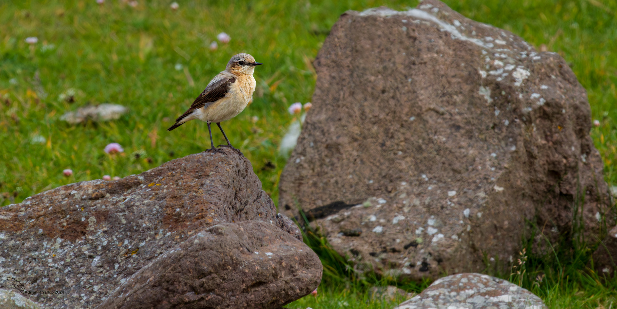Oenanthe Oenanthe wheatear shetland